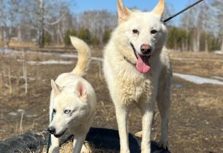 Собака ищет дом - Лайки Марк и Геральт, 4  года, 6  месяцев