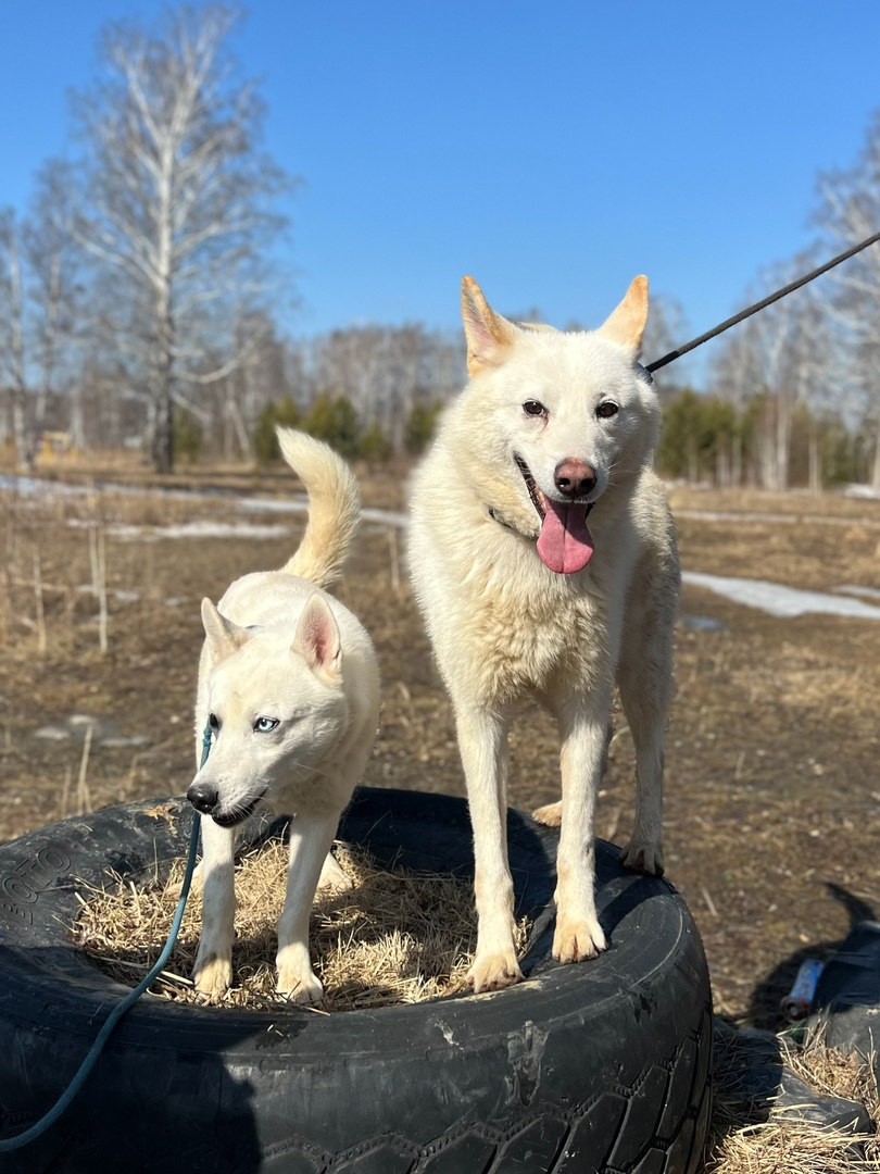 Лайки Марк и Геральт - 1