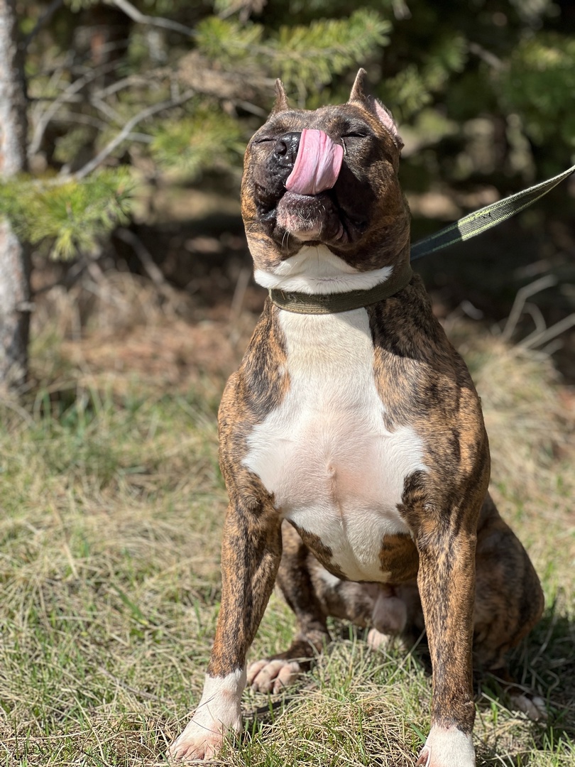 Стаффорд Арчи - 6