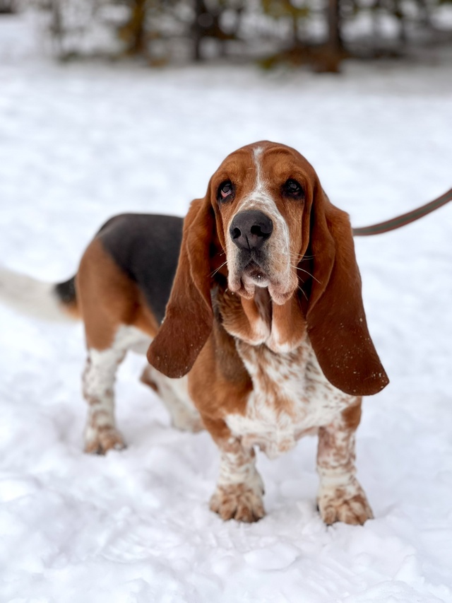 Веня БАССЕТ-ХАУНД - 5