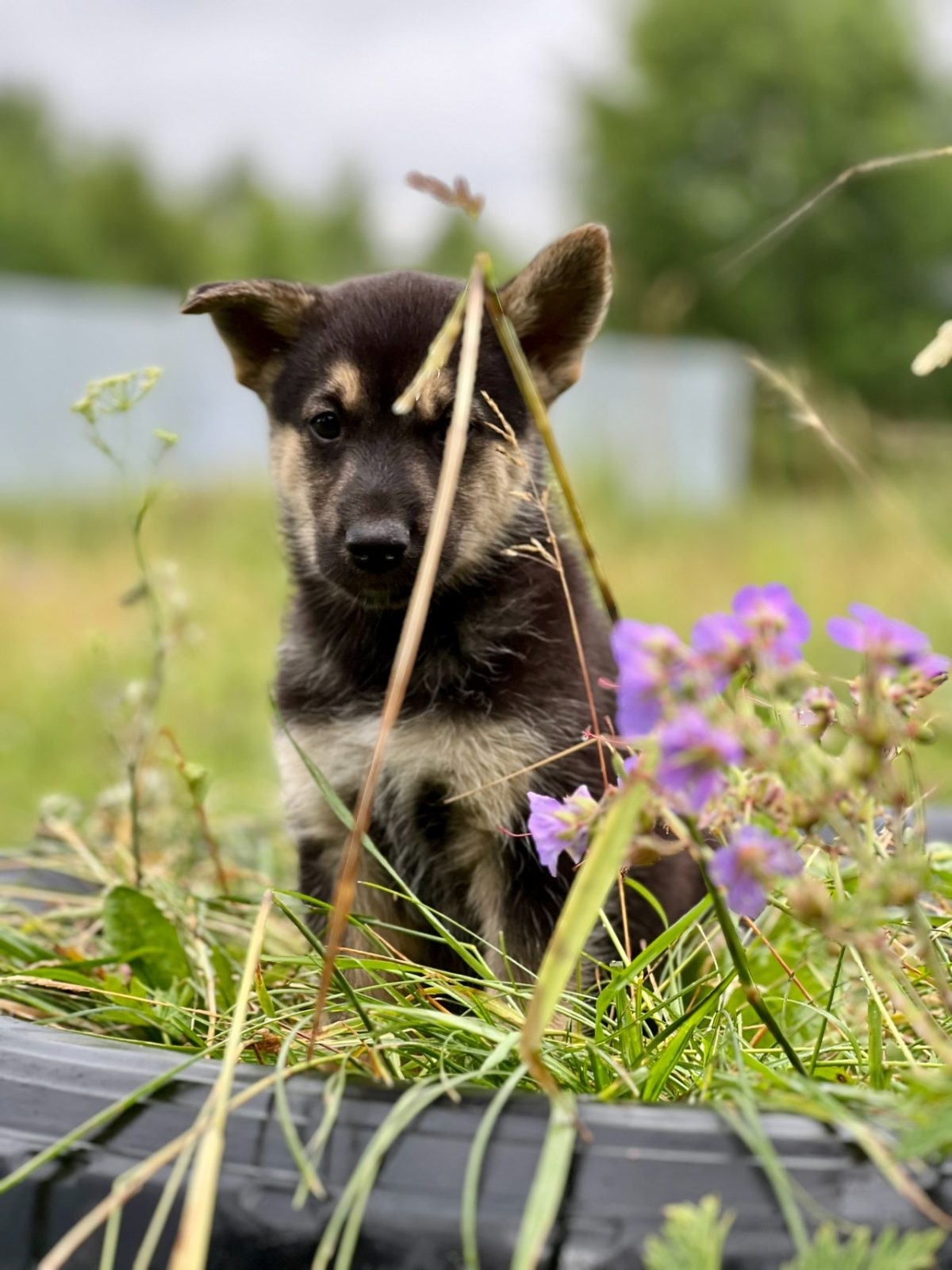 Щенок Джо - 4