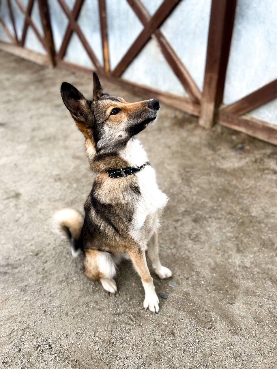 Бильбо (Билли) - 7