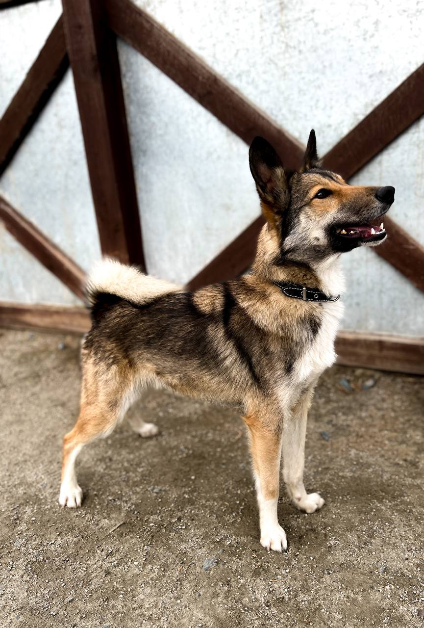 Бильбо (Билли) - 8