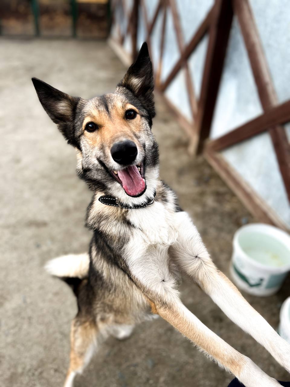 Бильбо (Билли) - 9