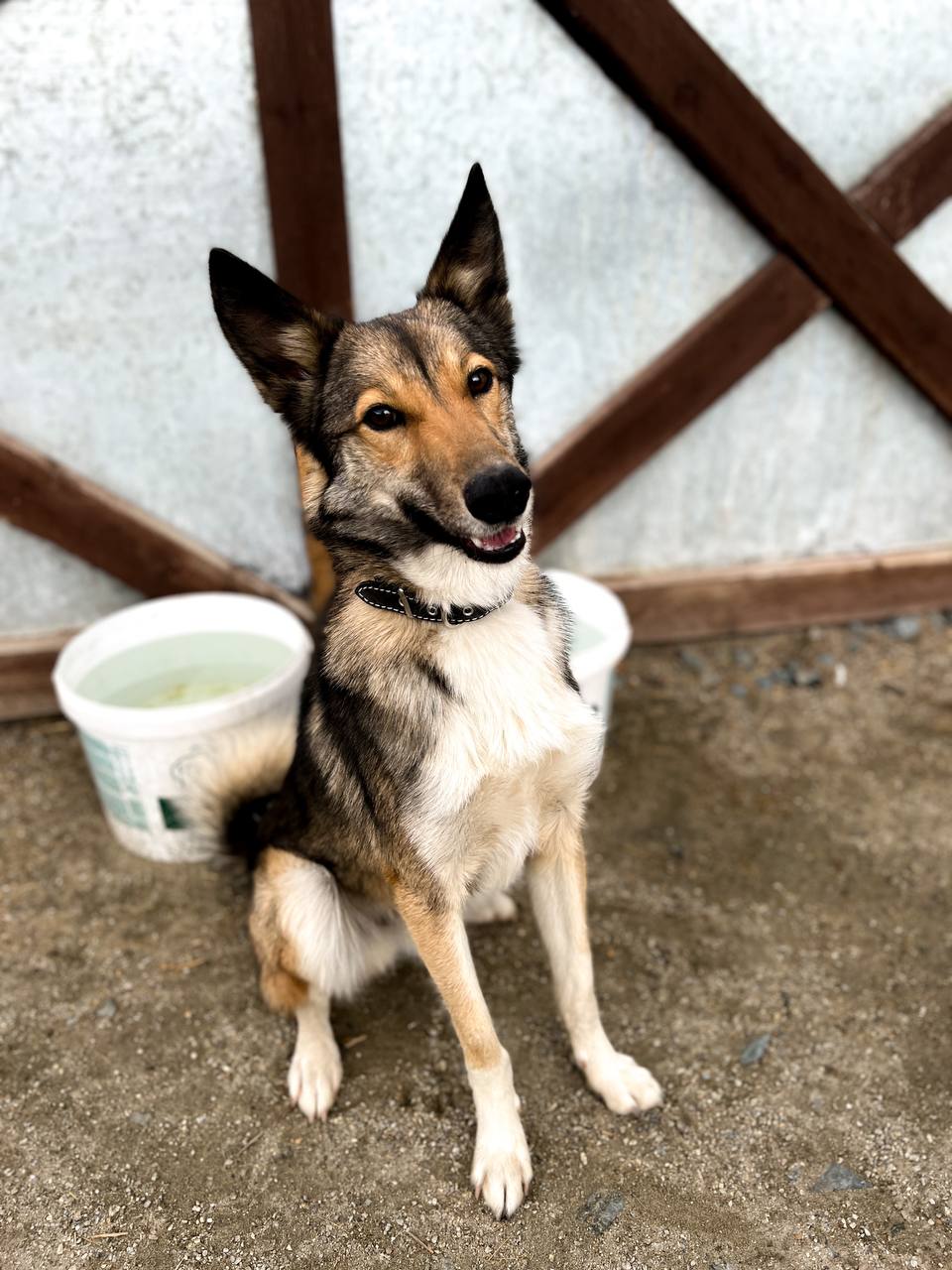 Бильбо (Билли) - 6