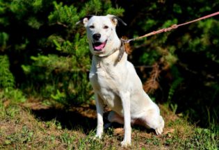 Собака ищет дом - Элли, 9  лет, 11  месяцев