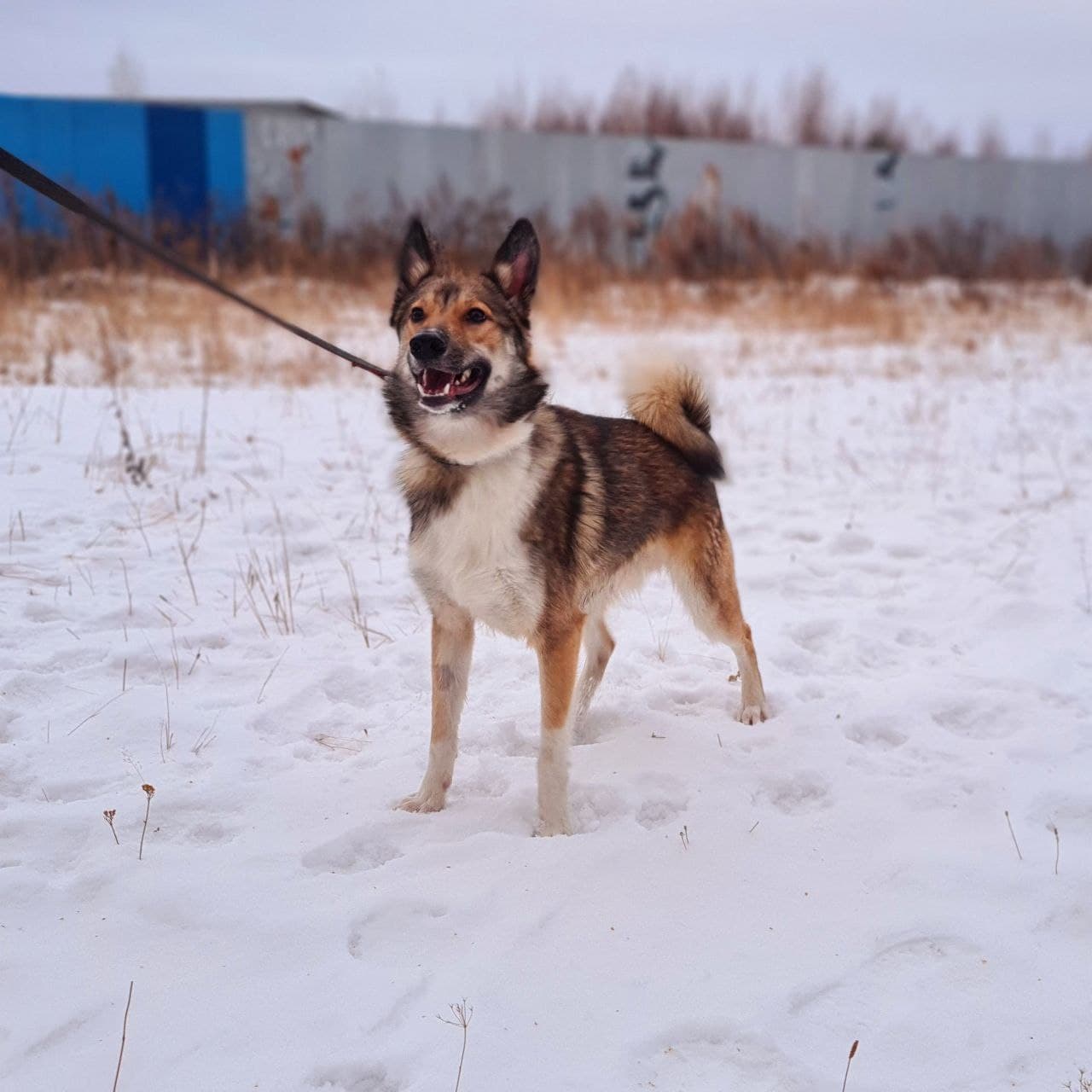 Бильбо (Билли) - 3