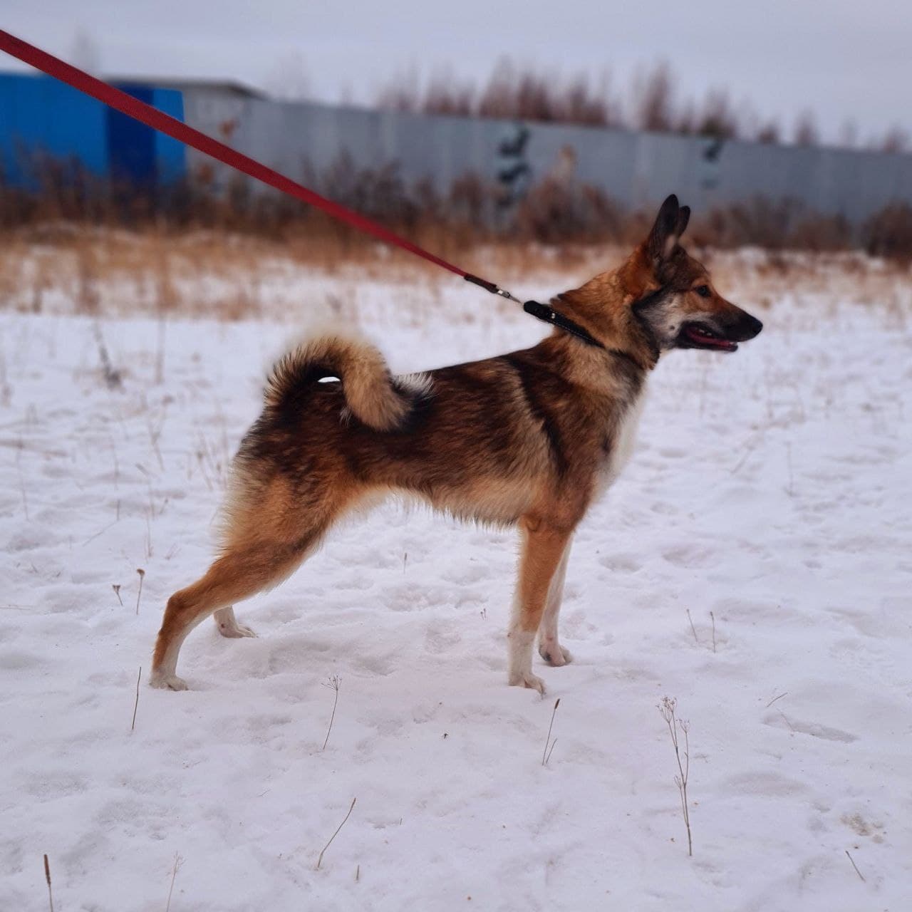 Бильбо (Билли) - 2