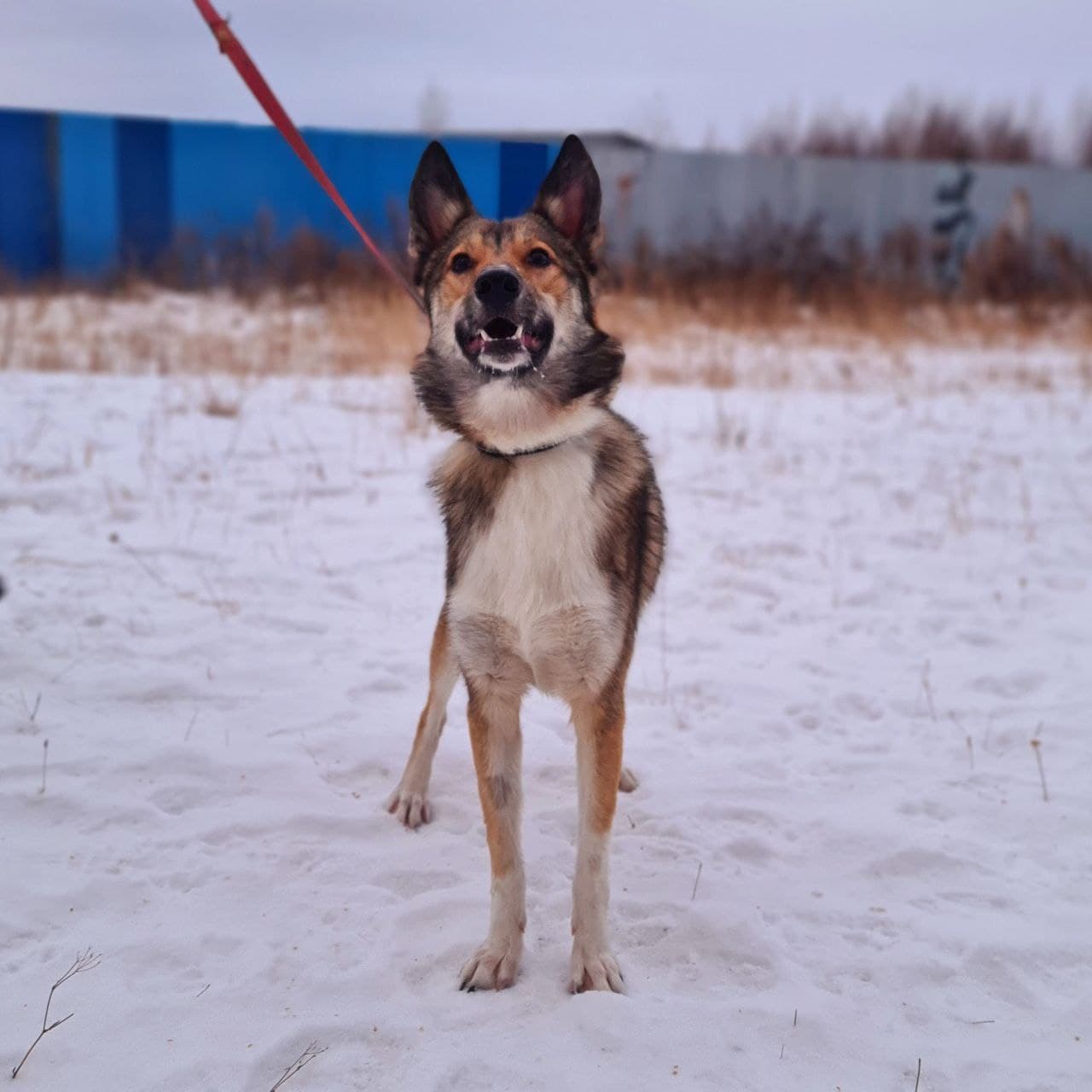 Бильбо (Билли) - 1