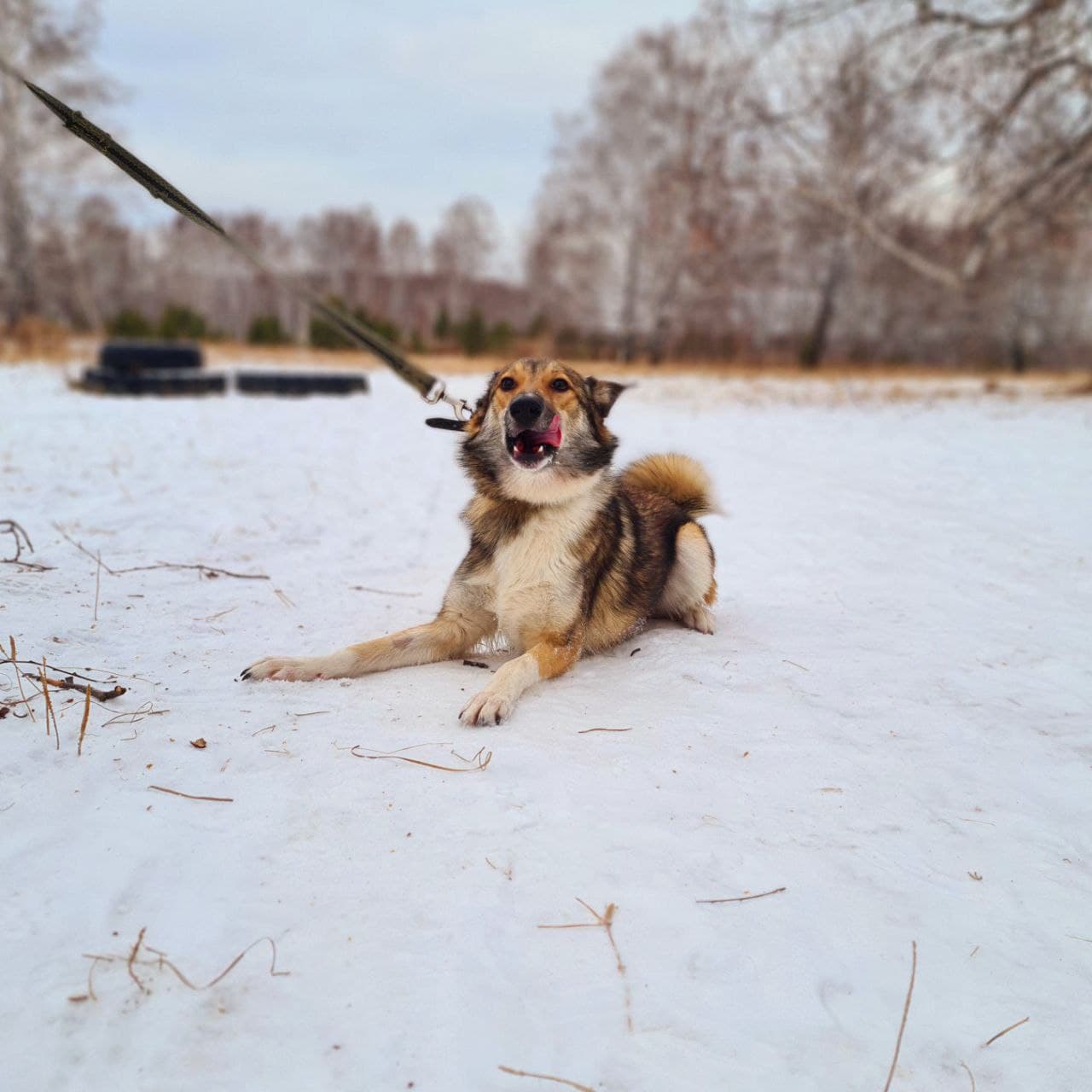 Бильбо (Билли) - 4