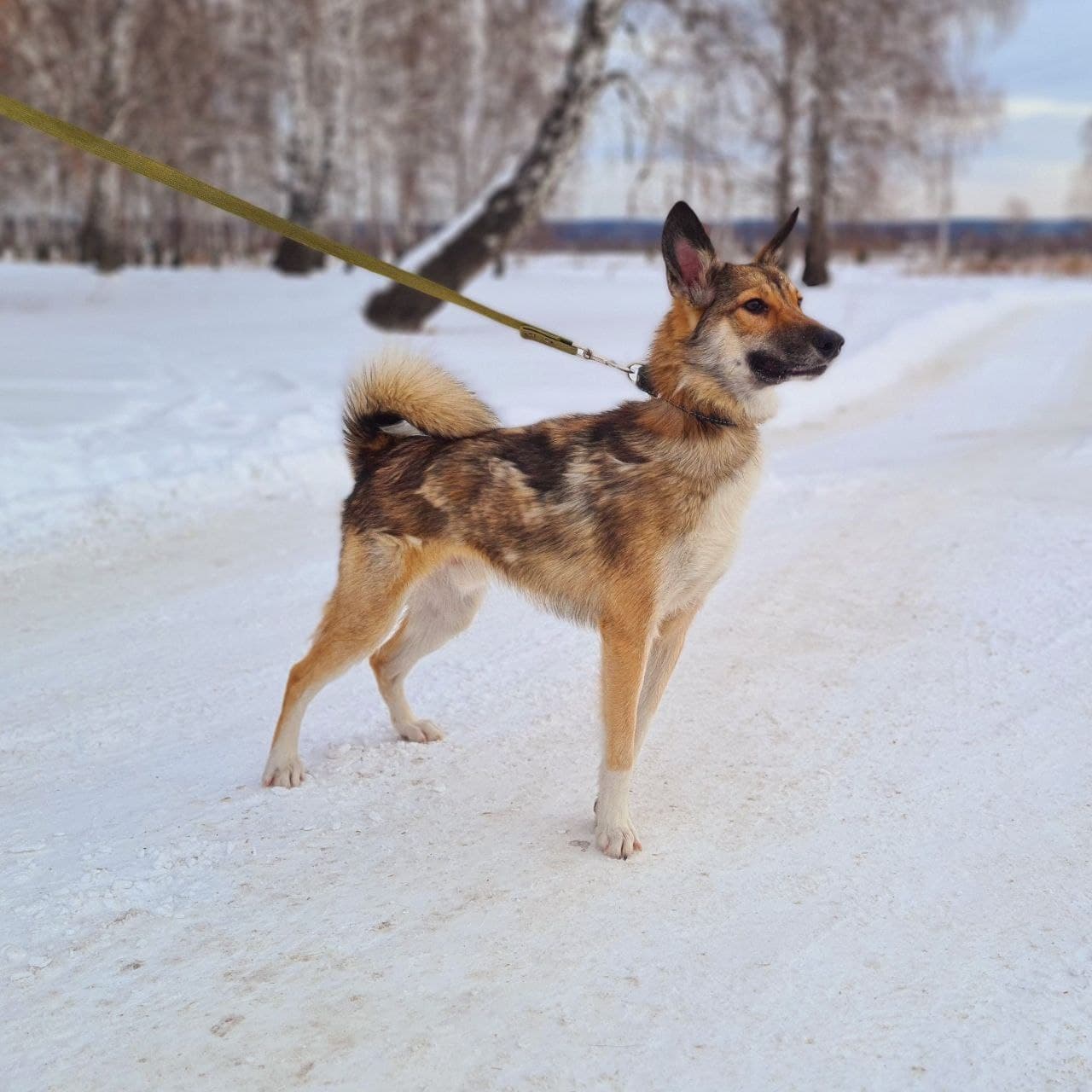 Бильбо (Билли) - 5