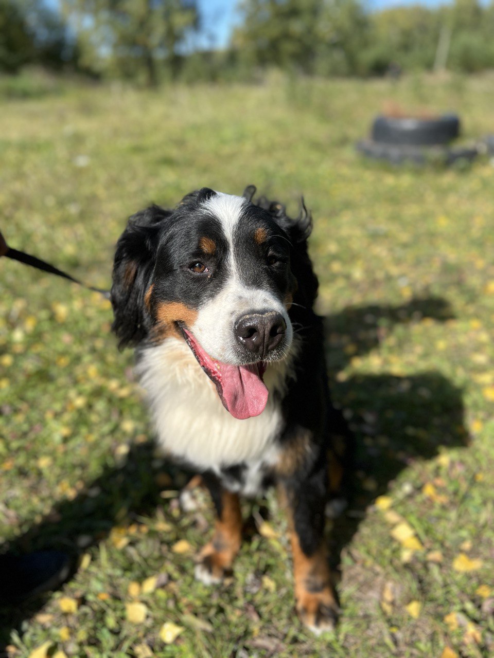 Ролс и Ройс - 1