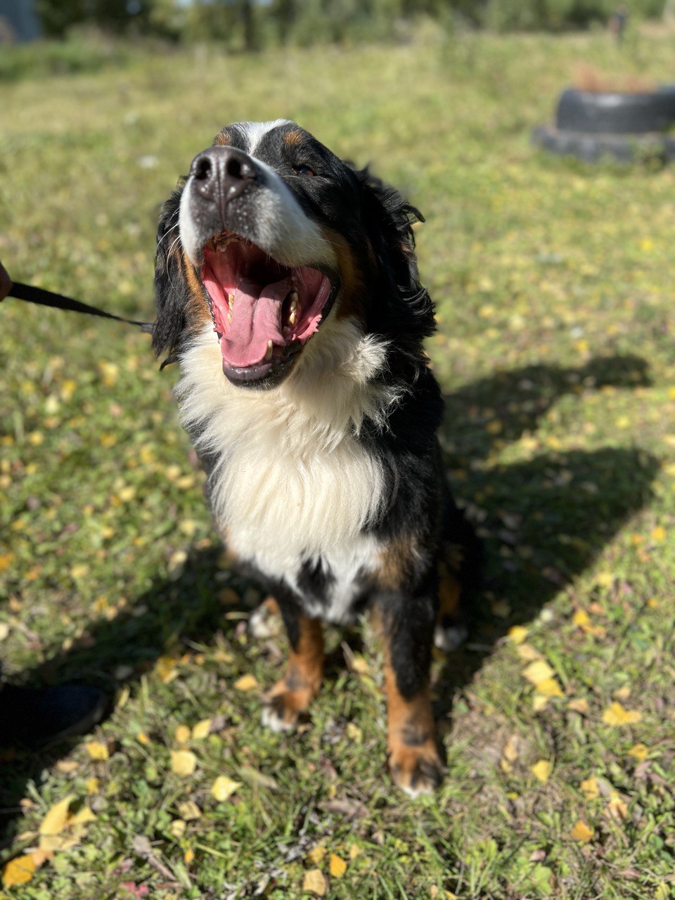 Ролс и Ройс - 2
