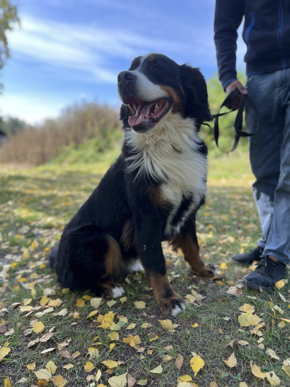 Ролс и Ройс - 5