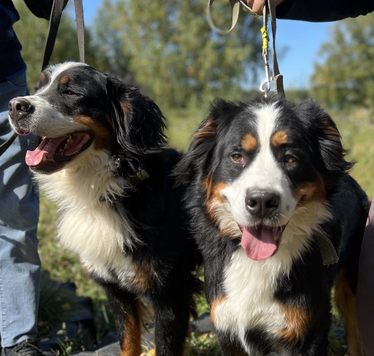 Ролс и Ройс - 6