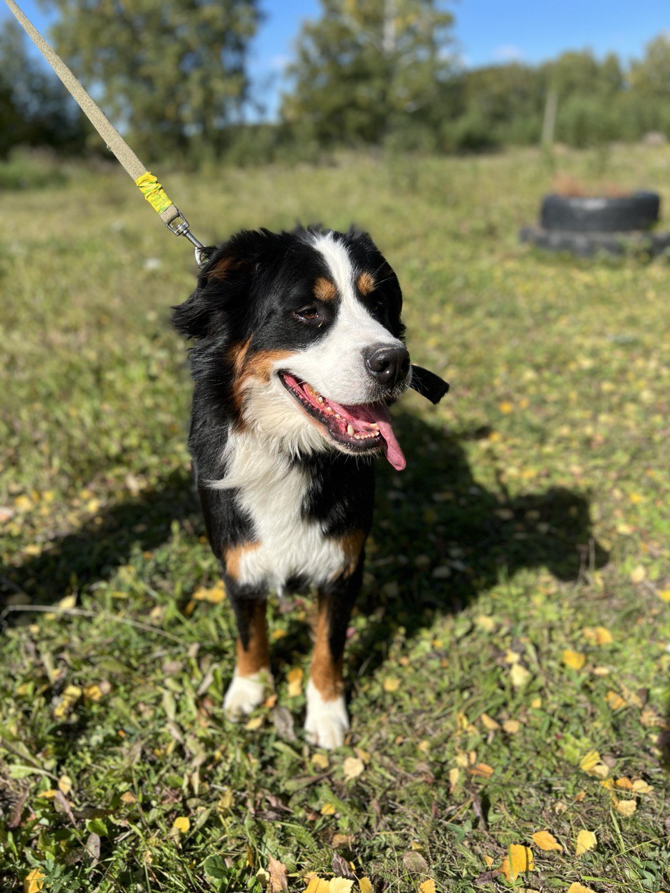 Ролс и Ройс - 7