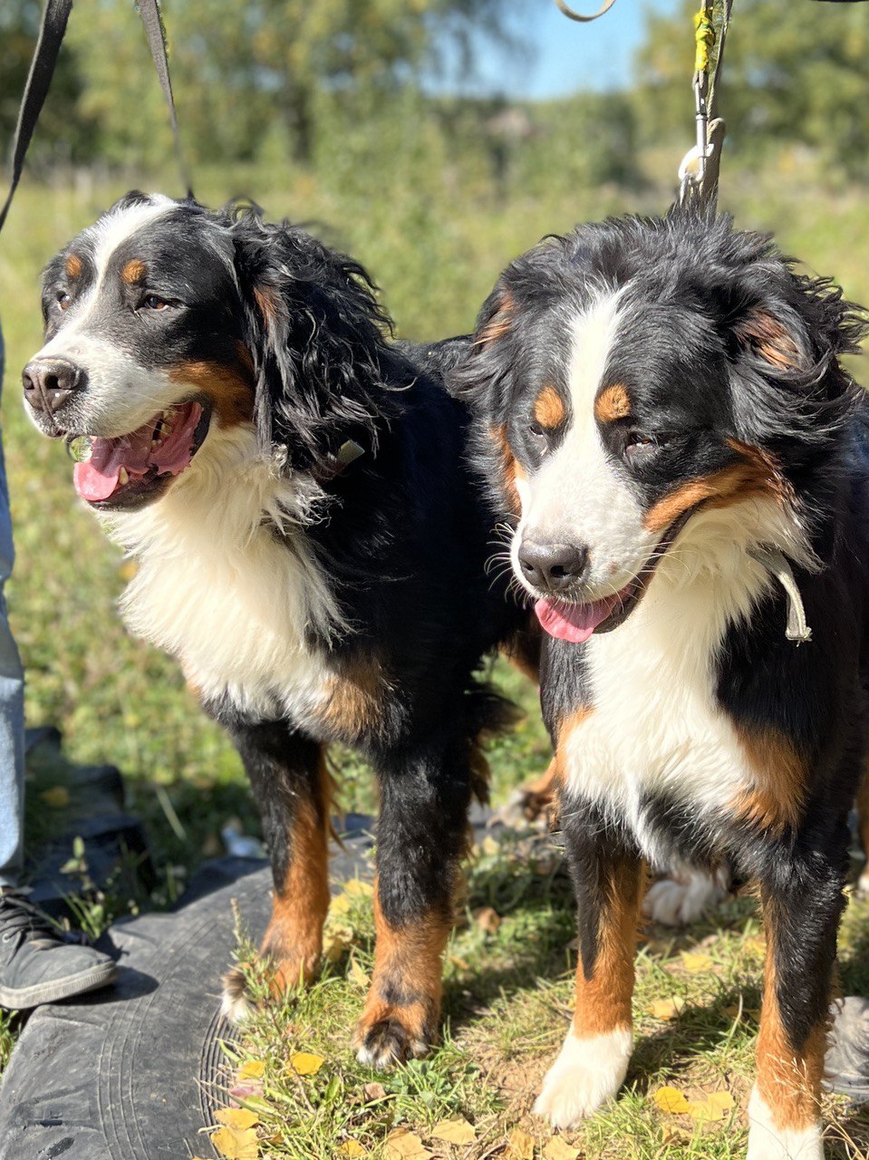 Ролс и Ройс - 8