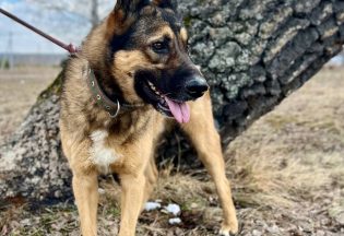 Собака ищет дом - Зузик, 4  года, 6  месяцев