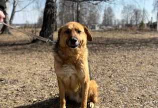Собака ищет дом - Ахтар, 6  лет, 7  месяцев