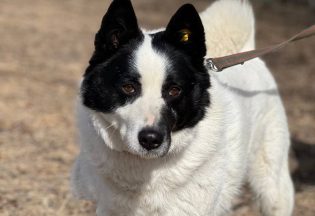 Собака ищет дом - Бим, 8  лет, 1  месяц