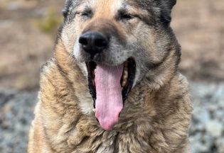 Собака ищет дом - Джек, 10  лет, 1  месяц