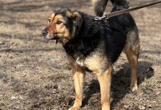 Собака ищет дом - Афина, 6  лет, 7  месяцев