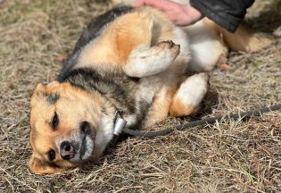 Собака ищет дом - Феня, 5  лет, 2  месяца