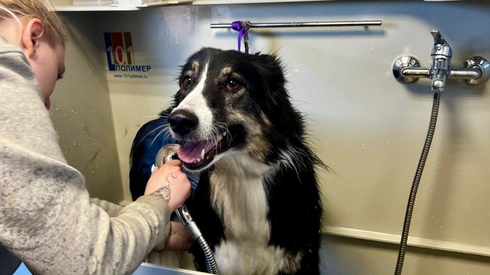 НОВАЯ УСЛУГА: ГРУМИНГ СОБАК