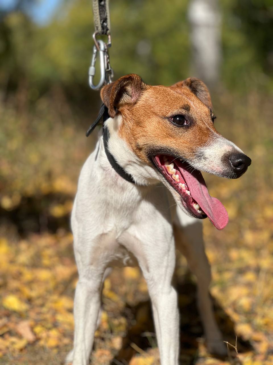 Фокстерьер Рубик - 1