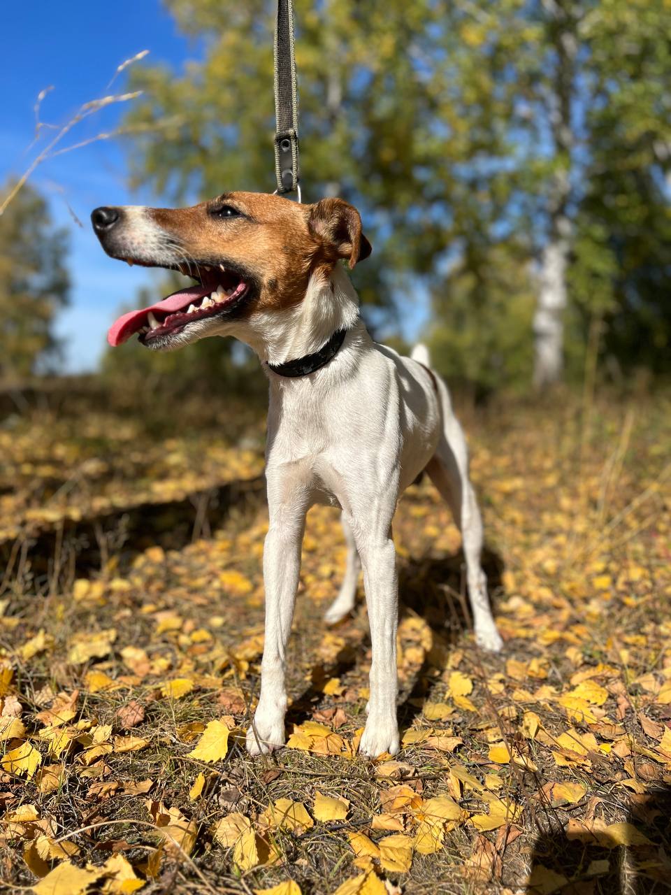 Фокстерьер Рубик - 2