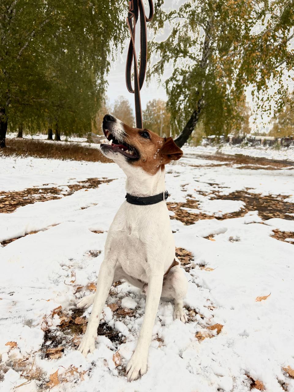 Фокстерьер Рубик - 3