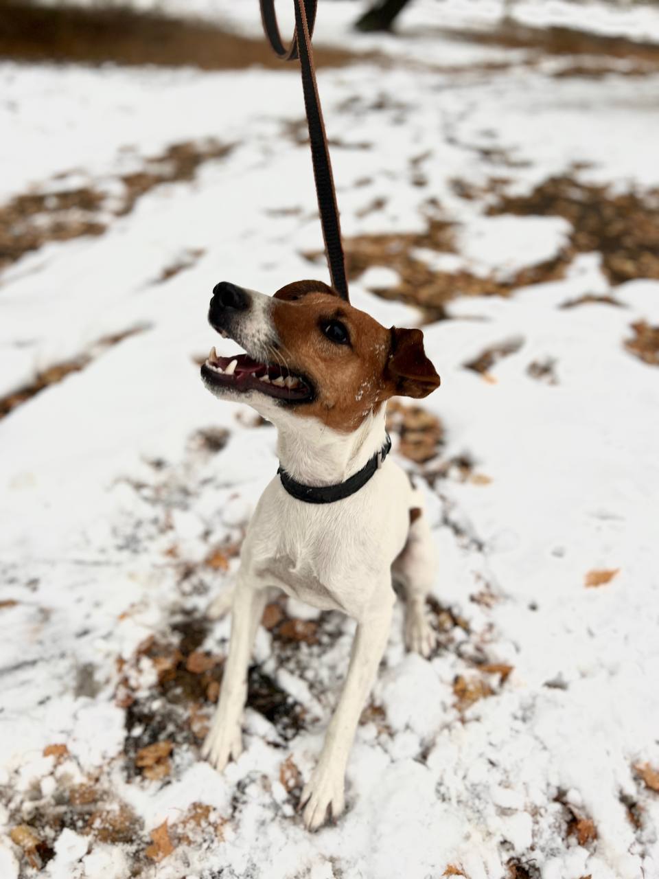 Фокстерьер Рубик - 4