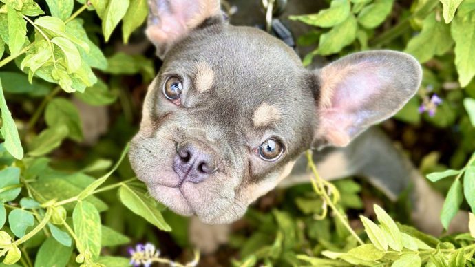 Можно ли оставлять щенков в зоогостинице?