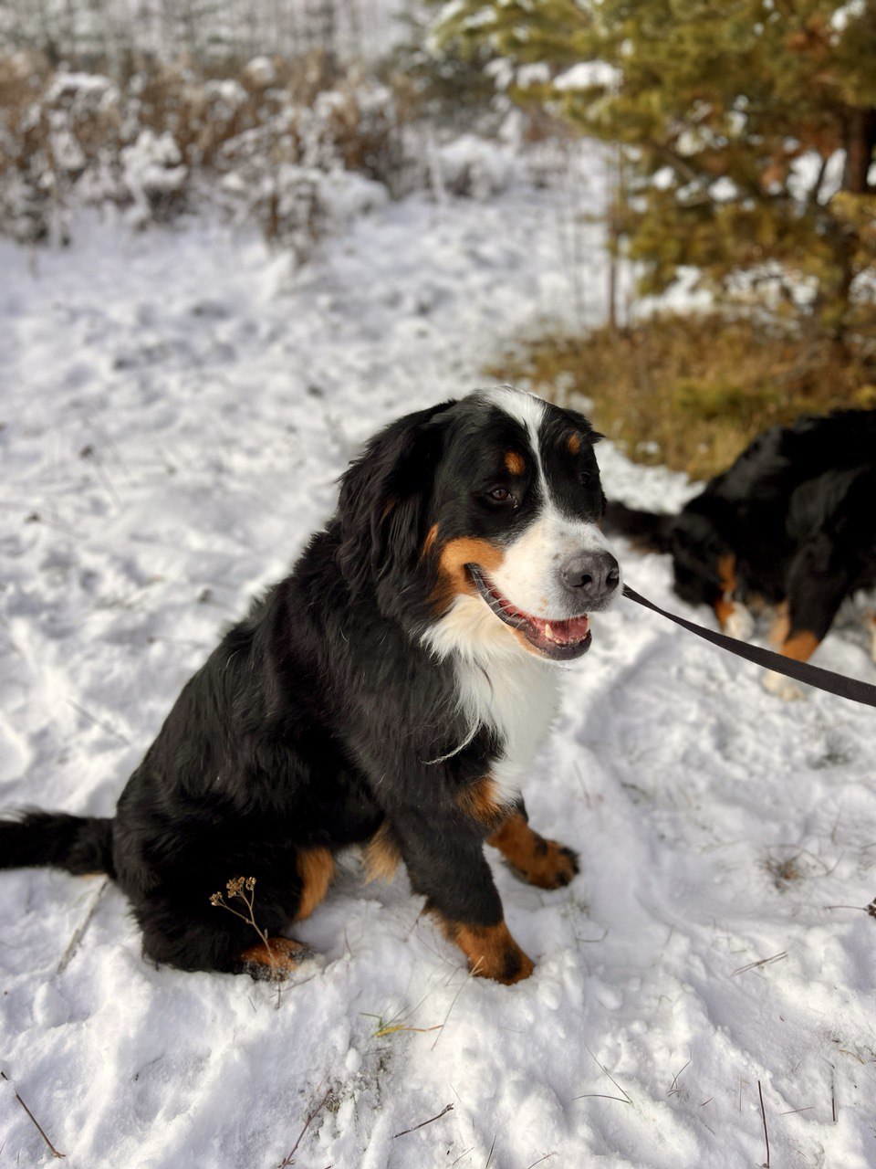 Ролс и Ройс - 9