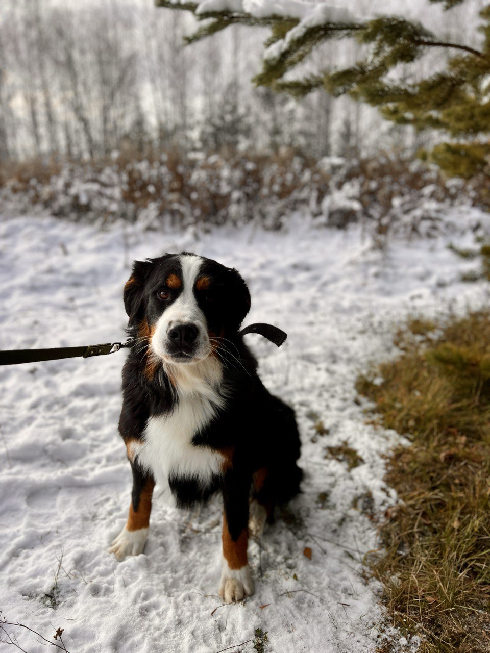 Ролс и Ройс - 10