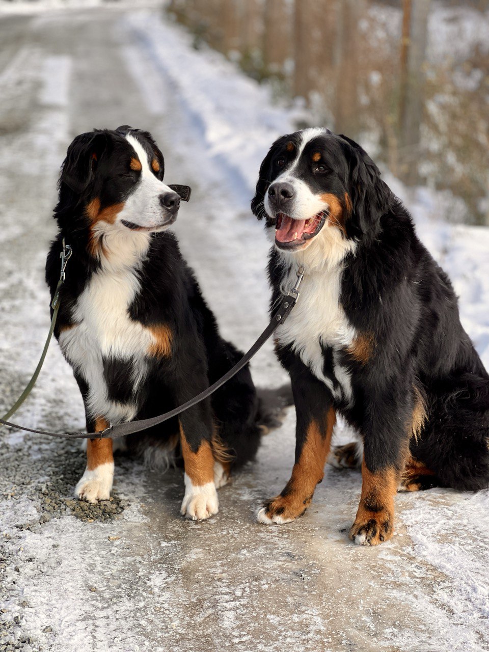 Ролс и Ройс - 11