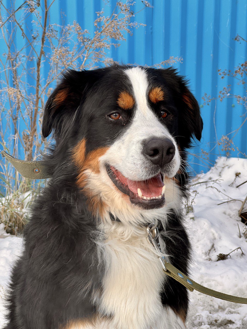 Ролс и Ройс - 12