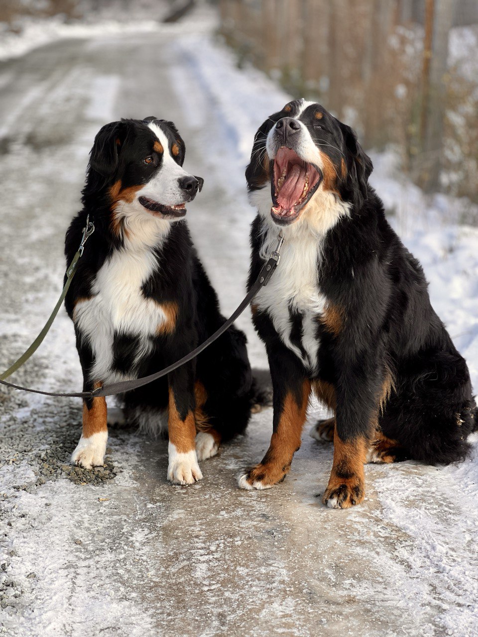 Ролс и Ройс - 13