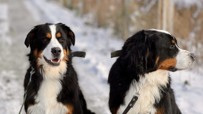 В 2023 году 27 собак нашли новый дом!