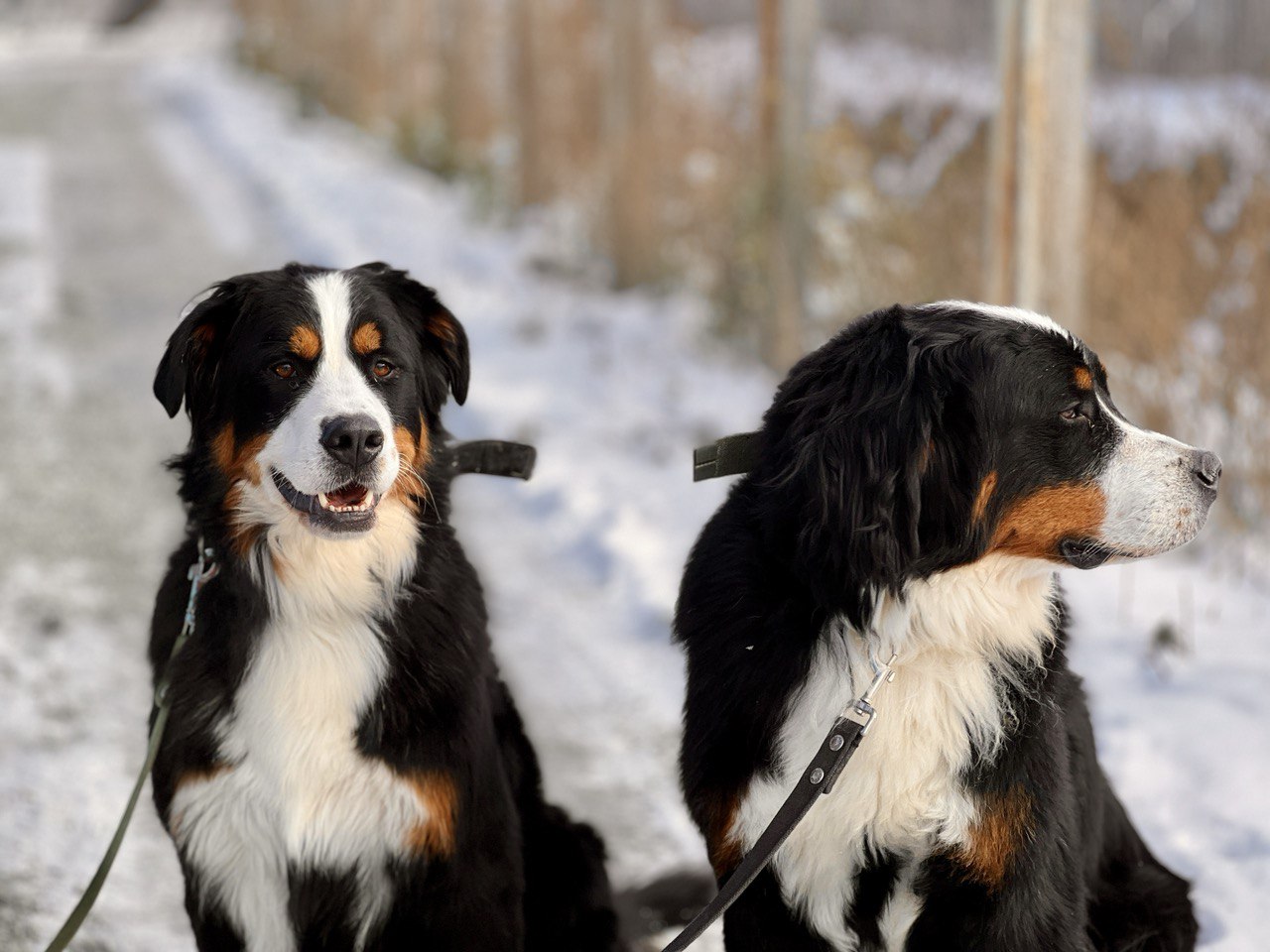 Ролс и Ройс - 14