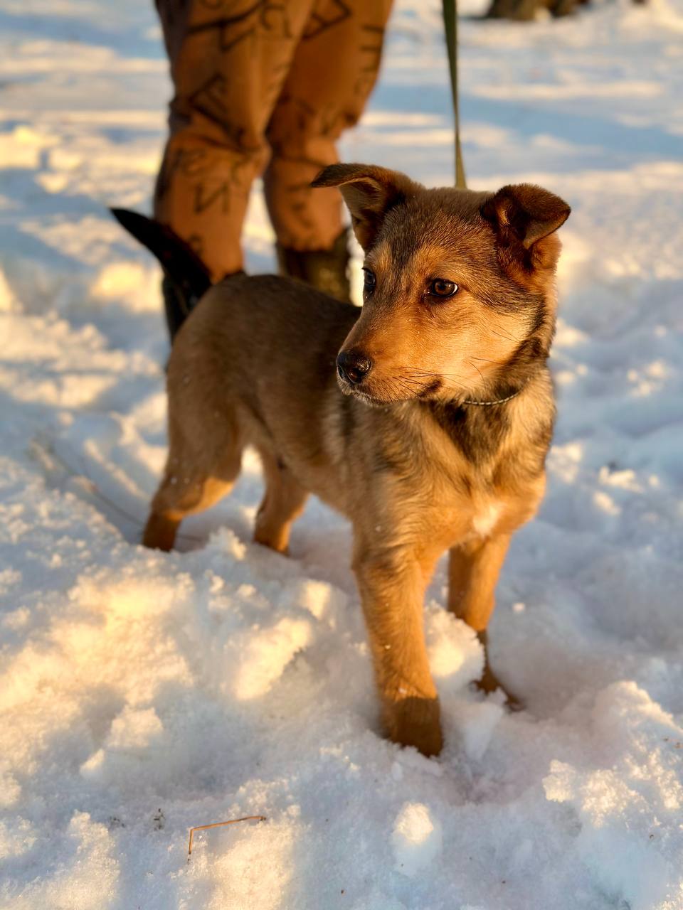 Щенок Джим - 2