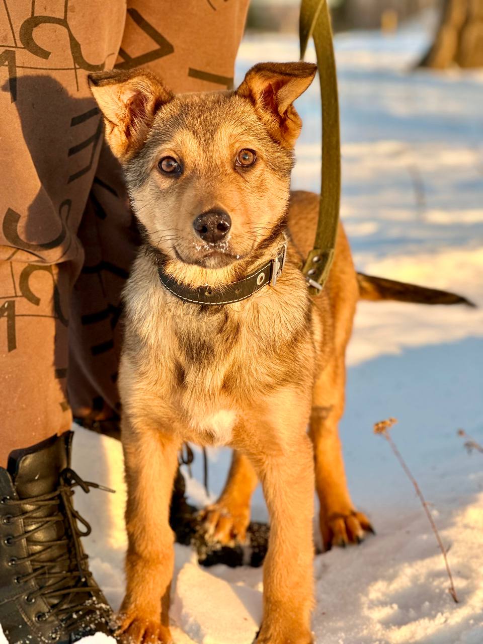 Щенок Джим - 3