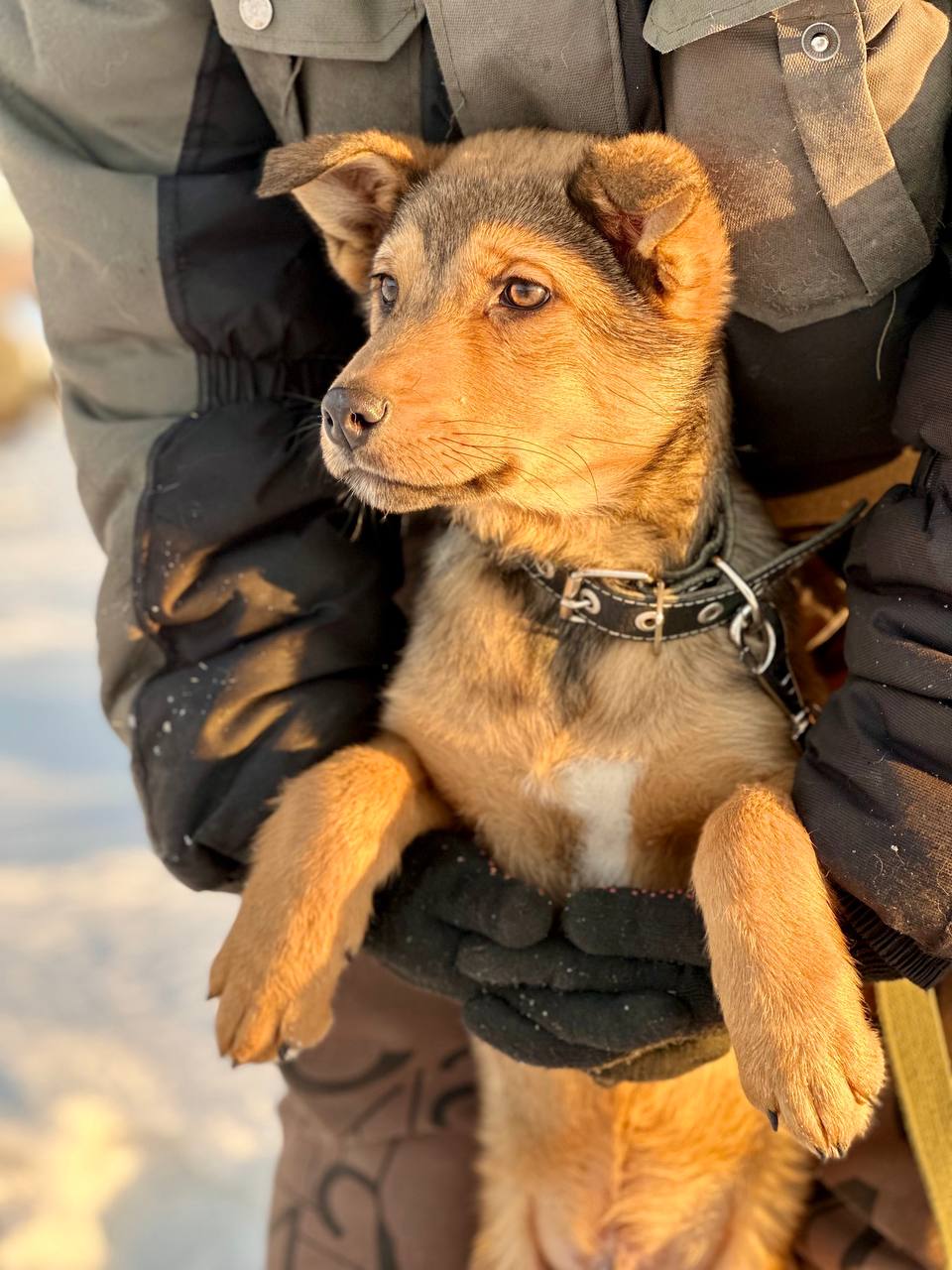 Щенок Джим - 4