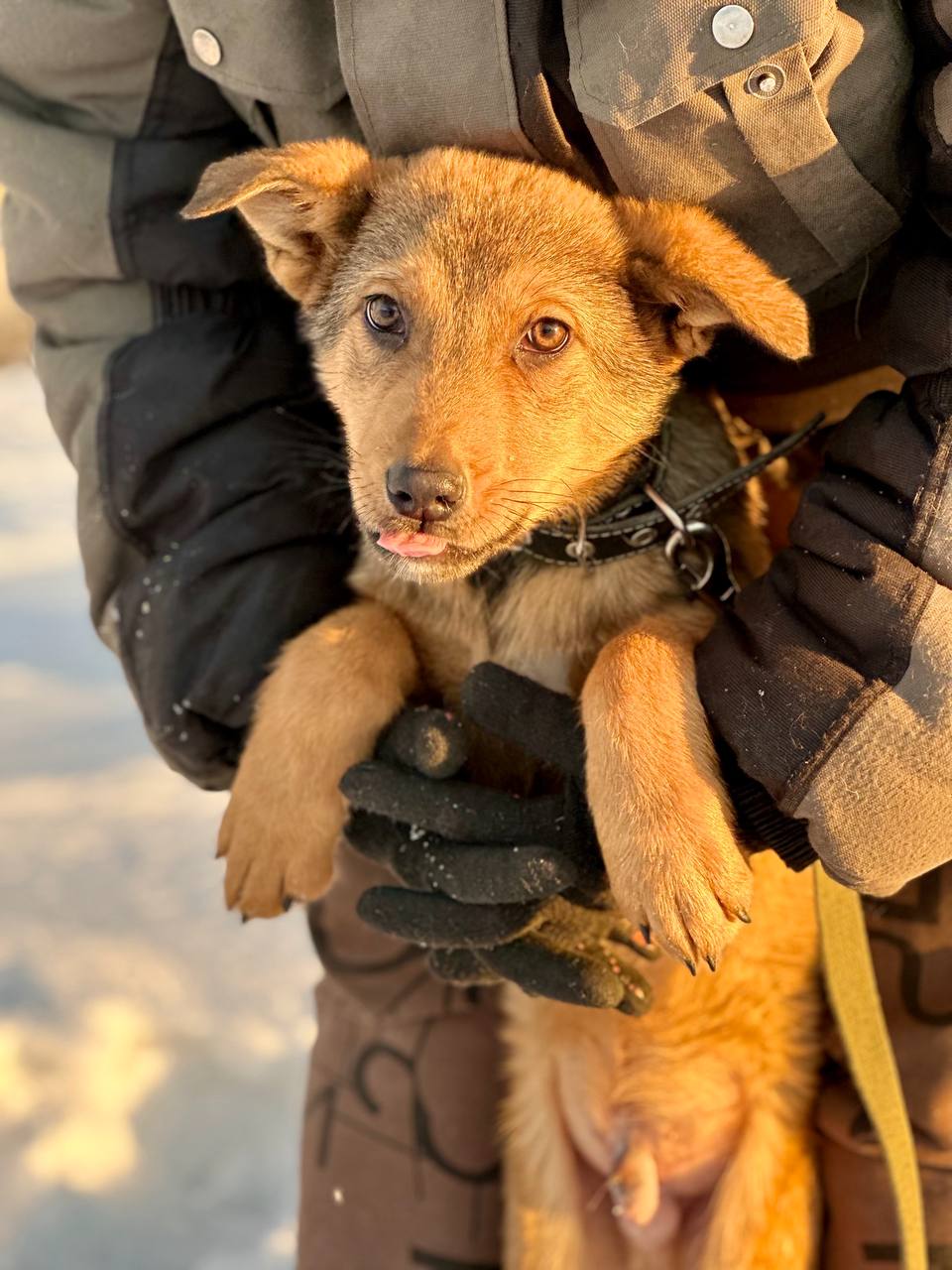 Щенок Джим - 6