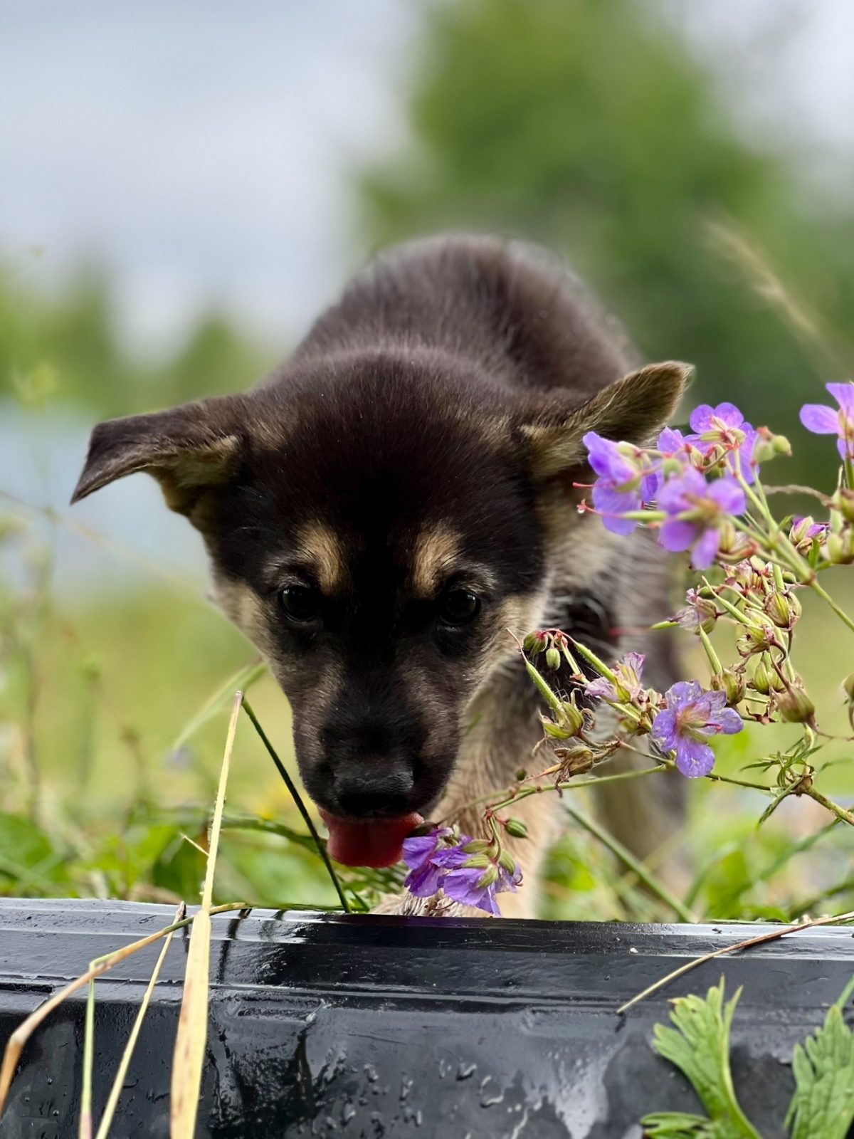 Щенок Джо - 5