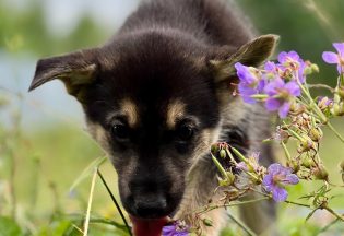 Собака ищет дом - Щенок Джо, 3  месяца