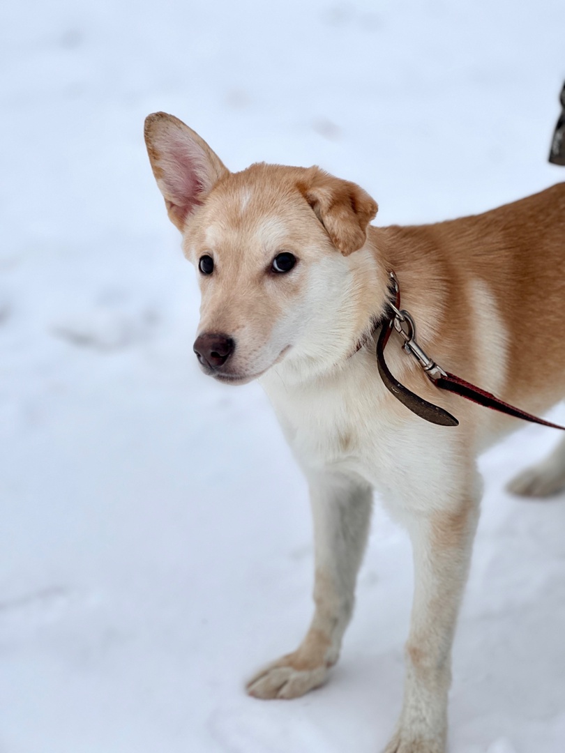 Щенок Луна - 3