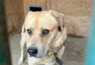Собака ищет дом - Барс, 8  лет