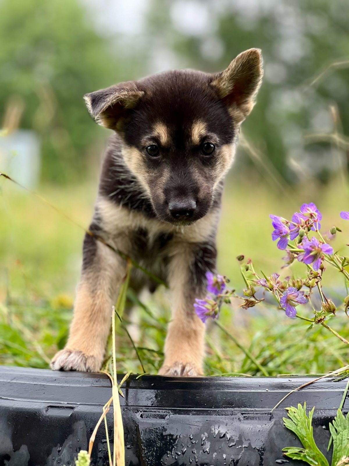 Щенок Джо - 6