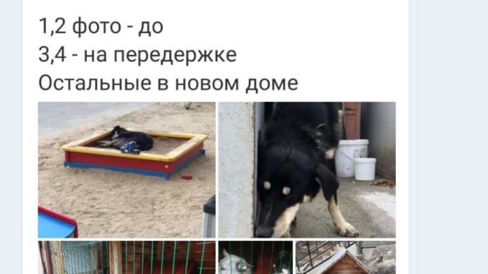 Брать собаку на передержку. Срочно нужен дом или передержка. Услуга по передержки животных. Срочно передержка или дом. Ищу передержку для собаки.